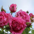 Rose Bienvenue