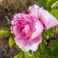 Kletterrose 'Bienvenue' , Rosa