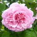 Rose Bienvenue Delbard