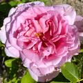 Kletterrose 'Bienvenue' , Rosa