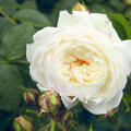 Kletterrose Claire Austin (korr)