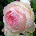 Kletterrose 'Eden Rose 85' , Rosa