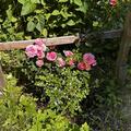 Kletterrose 'Eva', Rosa Eva