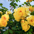 Kletterrose, Golden Gate, Rose, gelb (korr)