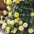 Kletterrose Golden Gate, Rosa 'Golden Gate' Klettermaxe