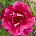 Kletterrose 'Guy Savoy' , Rosa