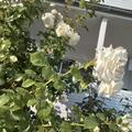 Kletterrose 'Ilse Krohn Superior' , Rosa 'Ilse Krohn Superior'