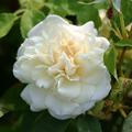 Rose 'Mme Alfred Carrire' 