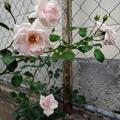 Kletterrose New Dawn , Angenehm duftende Kletterrose mit zartrosa, halb gefllten Blten
