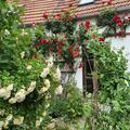 Kletterrose 'Sympathie', Wildrosenduft und dunkelrote grosse Blten sind die Eigenschaften dieser Kletterrose aus dem Haus Kordes.