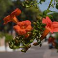 Campsis taglibuana Mme. Galen, orange-rote Blte