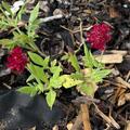 Knautia macedonica 'Mars Midget', Knautia macedonica 'Mars Midget'