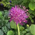Knautia macedonica, Knautia macedonica