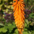 Kniphofia Mango Popsicle