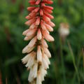 Kniphofia 'Orange Vanilla Popsicle' (S)