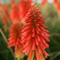 Kniphofia 'Papaya Popsicle' (S)