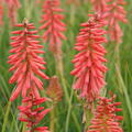Kniphofia uvaria 'Redhot Popsicle' (S)