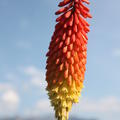 Kniphofia uvaria 'Royal Standard'