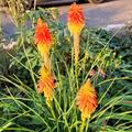 Fackellilie 'Papaya Popsicle, Kniphofia 'Papaya Popsicle' Blte