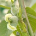 Juglans regia 'Lara', Kompakte Walnuss 'Lara' weibliche Blten