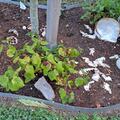 Korkenzieherhasel 'Twister', Corylus avellana 'Twister'