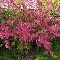 Korkflgelstrauch 'Little Moses', Euonymus alatus 'Little Moses'