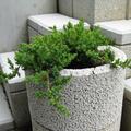 Kriech-Wacholder 'Nana', Juniperus procumbens 'Nana'