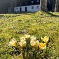 Krokus 'Cream Beauty', Crocus chrysanthus 'Cream Beauty'