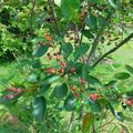 Kupfer-Felsenbirne XXL Pflanze , Amelanchier lamarckii