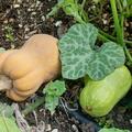Krbis 'Butternut Waltham', Cucurbita moschata