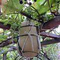 Krbis, Moschuskrbis 'Butternut', Cucurbita moschata 'Butternut'