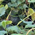 Krbis 'Musque de Provence', Cucurbita moschata