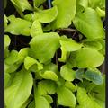 Rmersalat, Lattich-Bindesalat 'Valmaine', Lactuca sativa longifolia 'Valmaine'