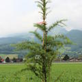 Larix decidua