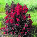 Lagerstroemia indica 'Double Dynamite'