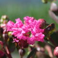 Lagerstroemia Kreppmyrte Fuchsia d't