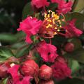 Lagerstroemie, Kreppmyrte 'Terrasse Rouge' (Lagerstroemia indica 'Terrasse Rouge')