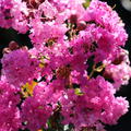 Lagerstroemia Kreppmyrte Violet d't