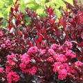 Lagerstroemia, Kreppmyrte 'Rhapsody in Pink' (Lagerstroemia indica 'Rhapsody in Pink)