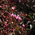 Lagerstroemia indica 'Enduring Pink', Chinesische Kruselmyrte 'Enduring Pink'. Bltenstrauch