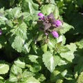 Lamium maculatum 'Chequers'