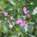 Lamium maculatum 'Chequers', Lamium maculatum 'Chequers'