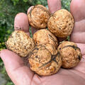 Walnuss 'Lara', Baumnuss, Juglans regia, Ernte, Nsse