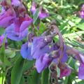 Lathyrus vernus