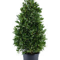 Laurus nobilis, Pyramide, im 30cm Topf, Hhe 140cm, Breite 55cm