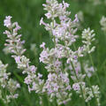 Lavandula angustifolia 'Hidcote Pink'