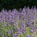 Lavendel Siesta