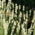 Lavendel Edelweiss