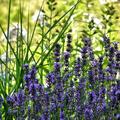 Lavendel 'Hidcote Blue', Lavandula angustifolia 'Hidcote Blue'