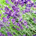 Lavendel 'Siesta', Lavandula angustifolia 'Siesta'